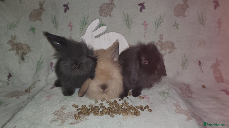 Mini Lion Lop rabbits - Advert 3