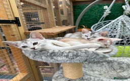 Abyssinian cats for sale: Pedigree Silver Abyssinian kittens - Image 21