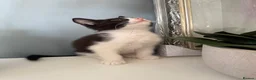 Mixed Breed cats for sale: 3 beautiful kittens for sale - Advert 10