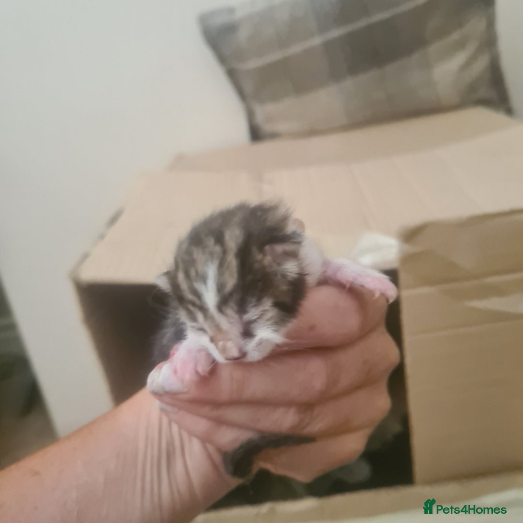 Mixed Breed cats for sale: Beautiful mixed litter - Image 4