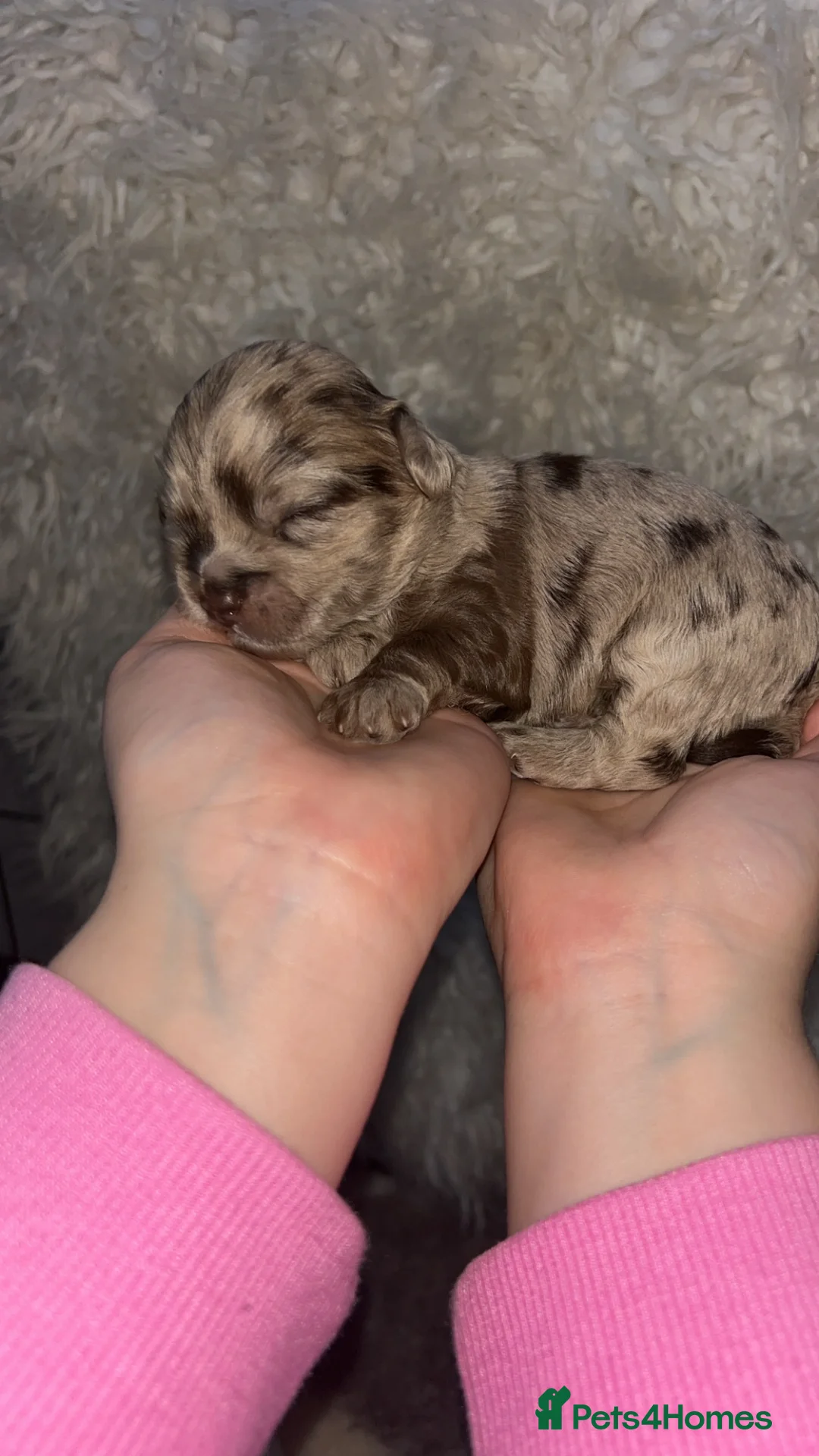 Lhasapoo dogs for sale: Stunning lhasapoo puppies rainbow litter  - Advert 2