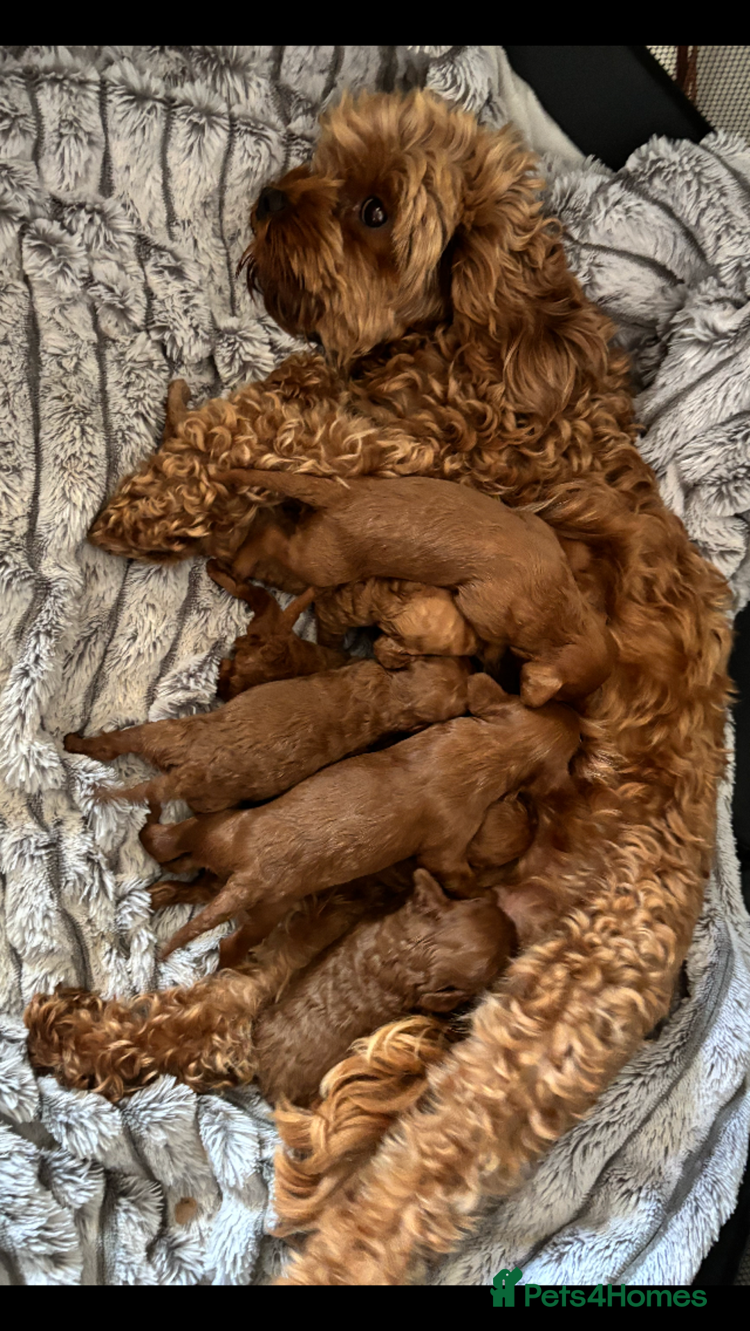 Cavapoo dogs for sale: Cavapoo pups  - Image 14