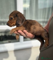 Miniature Dachshund dogs - Advert 1