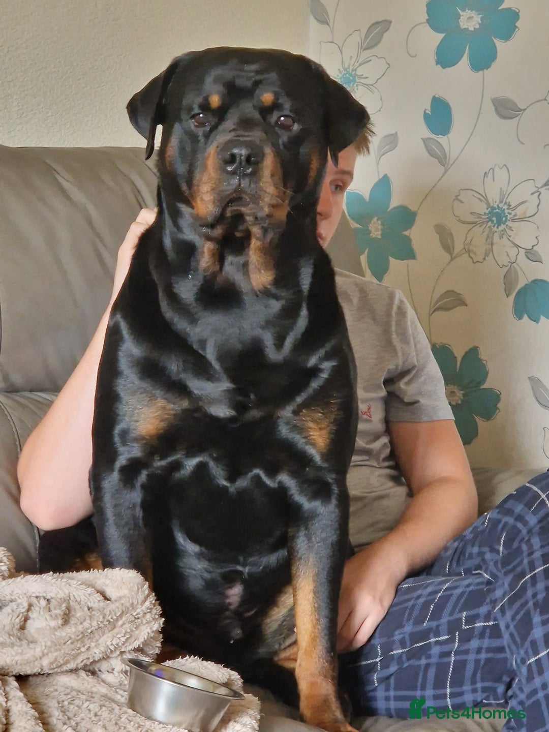 Rottweiler dogs for stud: Bobby - Image 1