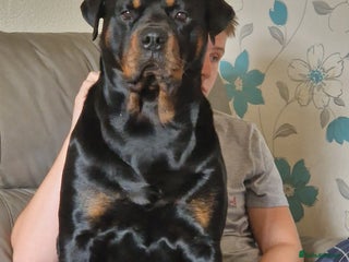 Rottweiler dogs - Advert 1