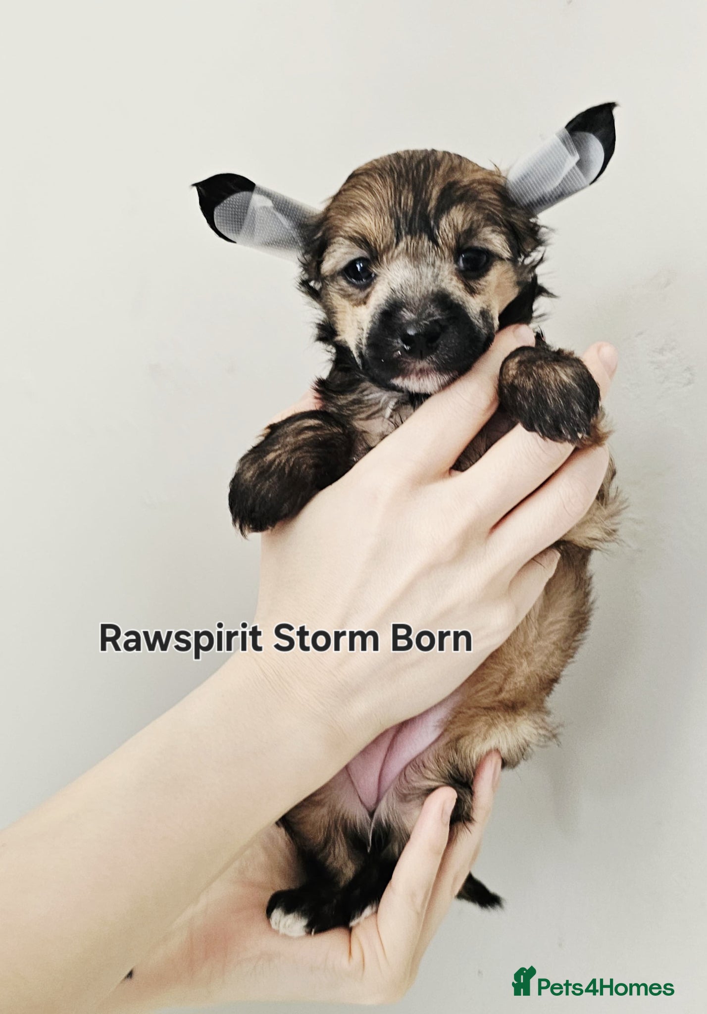 Chinese Crested dogs Powder puff boy and girl   - Advert 1