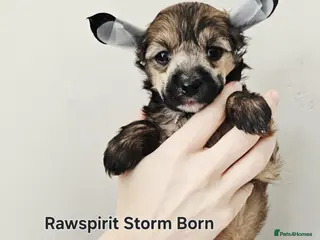 Chinese Crested dogs Powder puff boy and girl - Advert 16