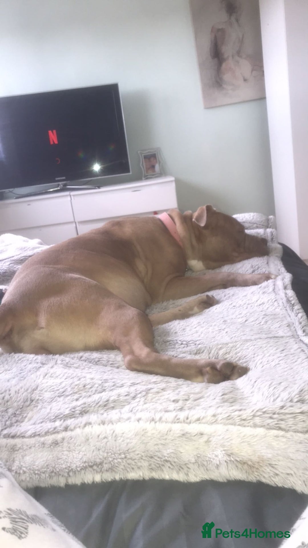 Mixed Breed dogs for sale: Tianna - Advert 4