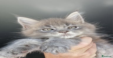Maine Coon cats - Advert 1
