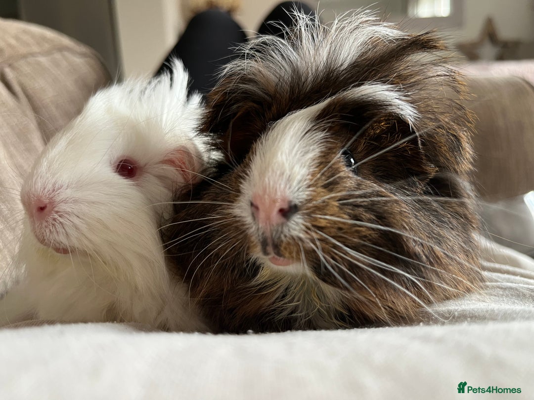 Guinea Pig rodents for sale: 2 Bonded Male Guinea Pigs  - Image 5