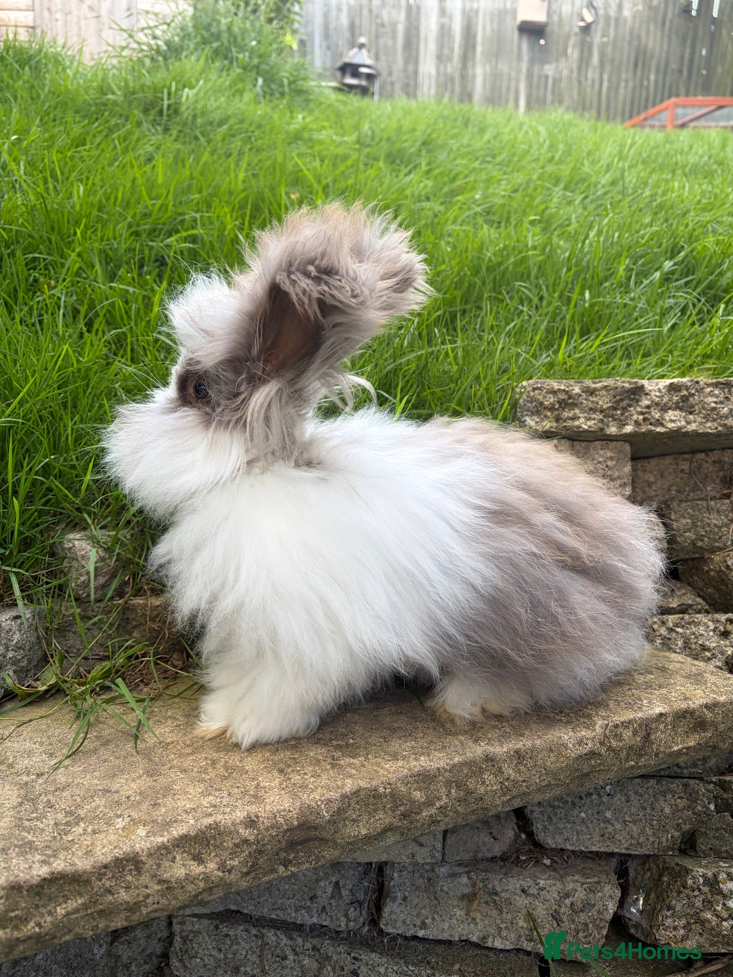 Angora rabbits English Angora 1 broken choc boy remaining  - Advert 1