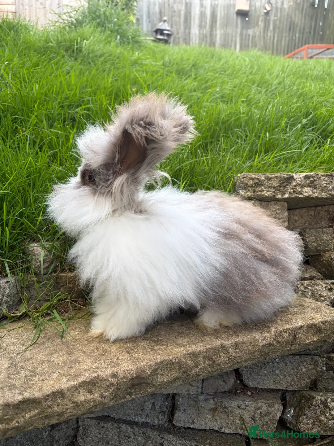 Angora rabbits for sale: English Angora 1 broken choc boy remaining  - Advert 1