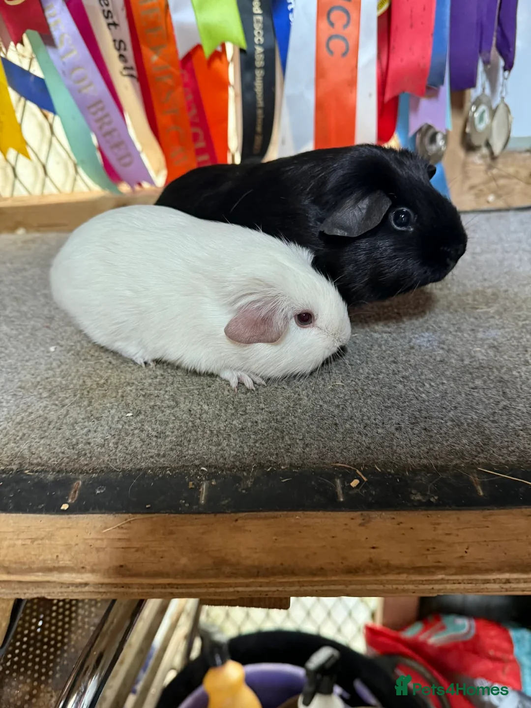 Guinea Pig rodents for sale: 2 x bonded baby boys  - Advert 8