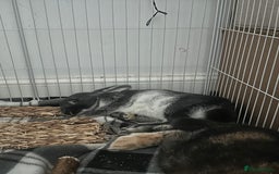 Harlequin rabbits for sale: Two female bunnies - Advert 3