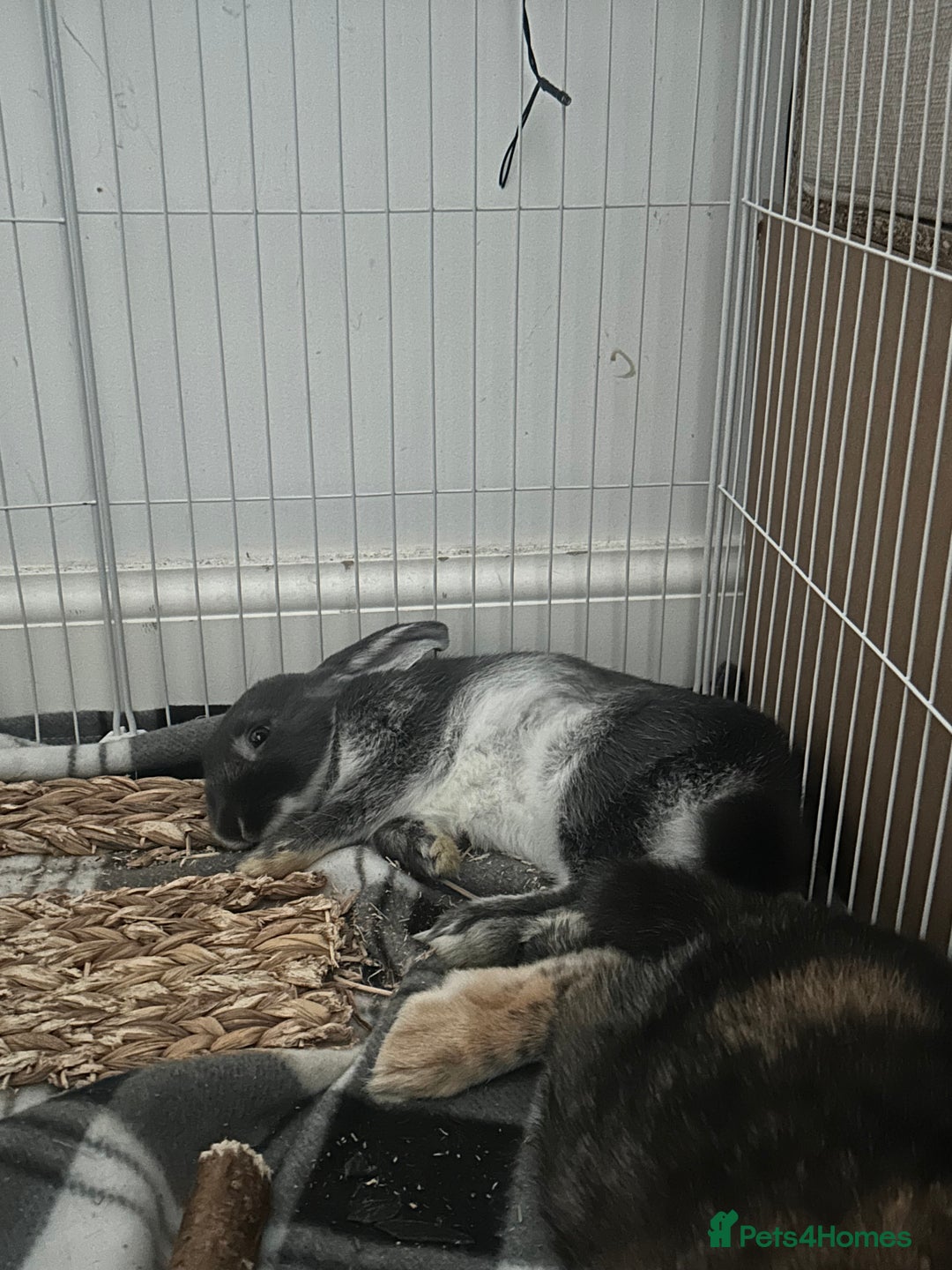 Harlequin rabbits for sale: Two female bunnies - Advert 3