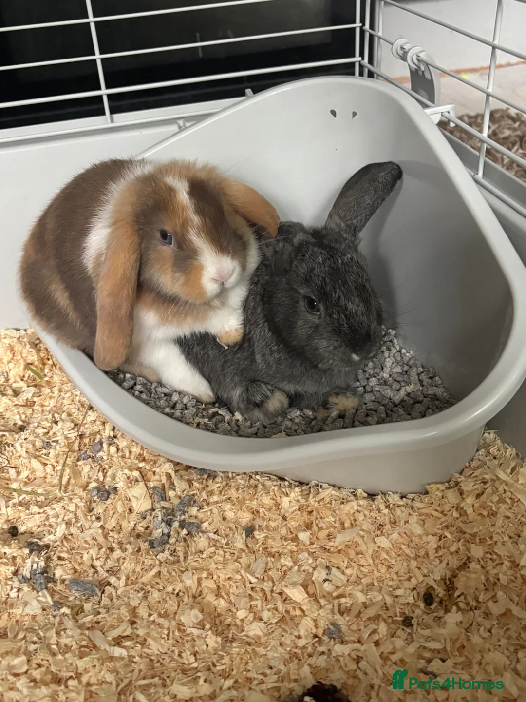 Silver rabbits for sale: Rabbits needing home in Caerphilly - Advert 1