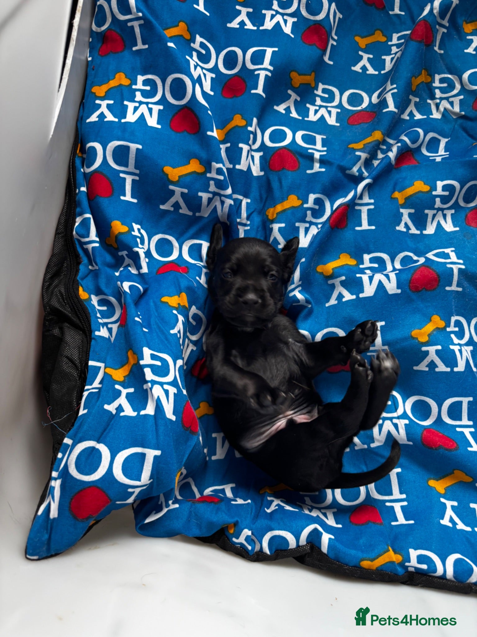 Mixed Breed dogs Dobockers for sale  - Advert 4
