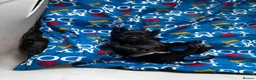 Mixed Breed dogs for sale: Dobockers for sale  in Manchester - Advert 1