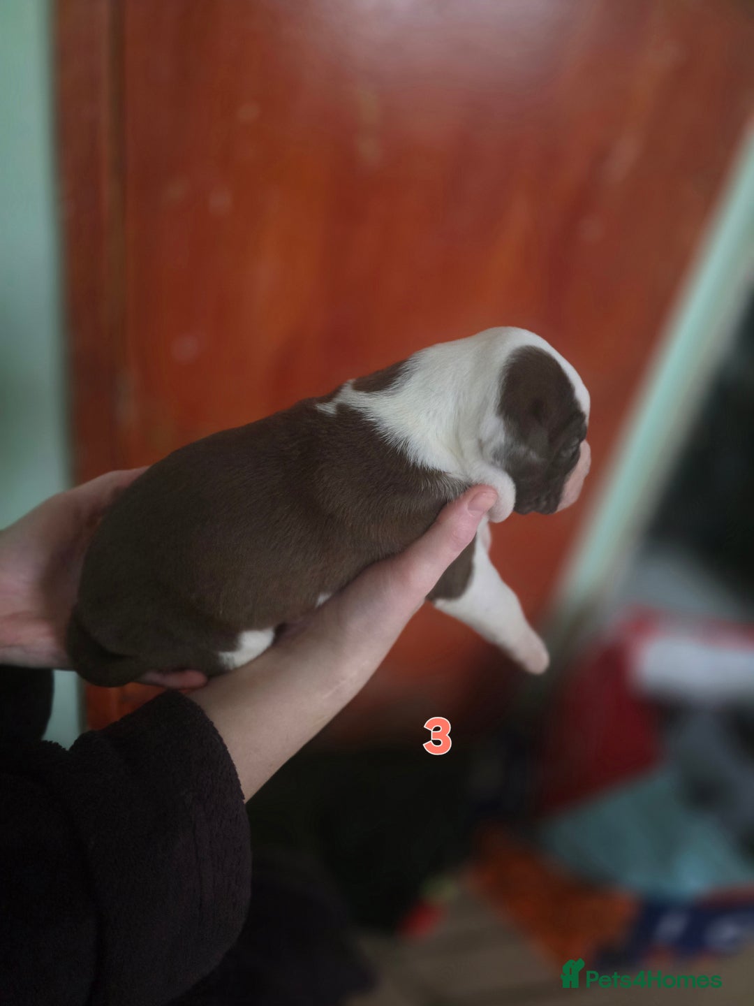 American Bully dogs for sale: Standard American bullys - Advert 15