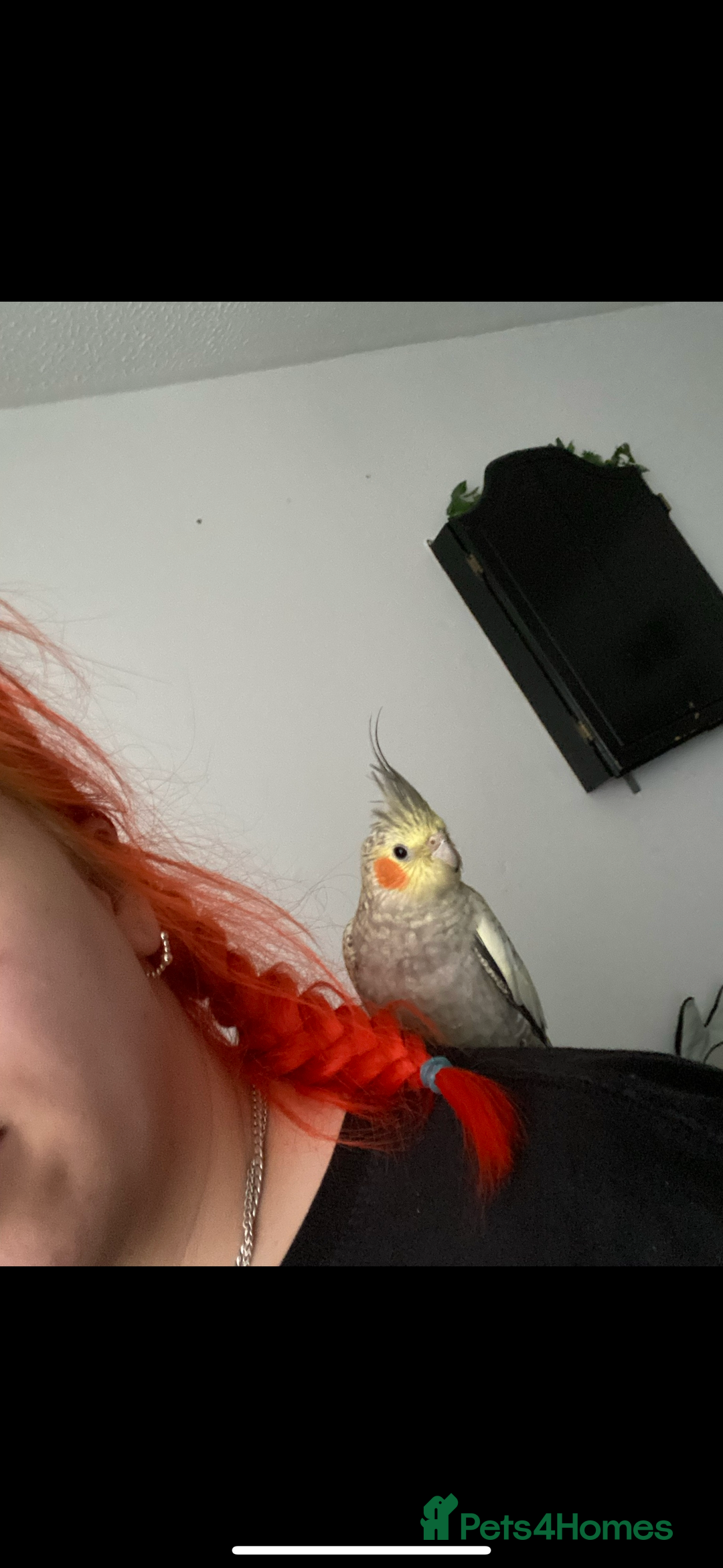 Cockatiels birds for sale: Male and Female pair of cockatiels  - Advert 2