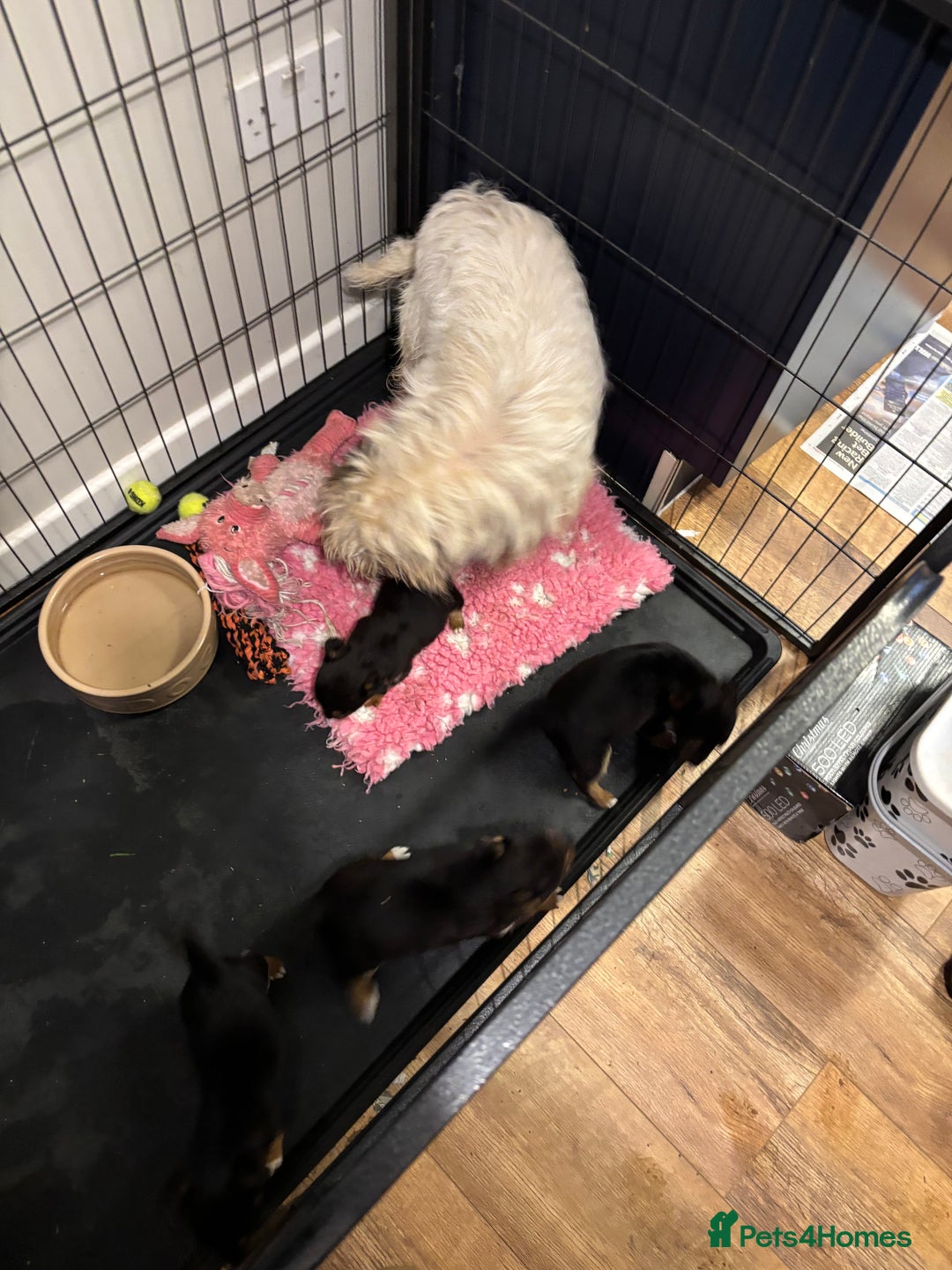 Mixed Breed dogs for sale: Stunning Jack Russell pups ready for loving homes  - Advert 5