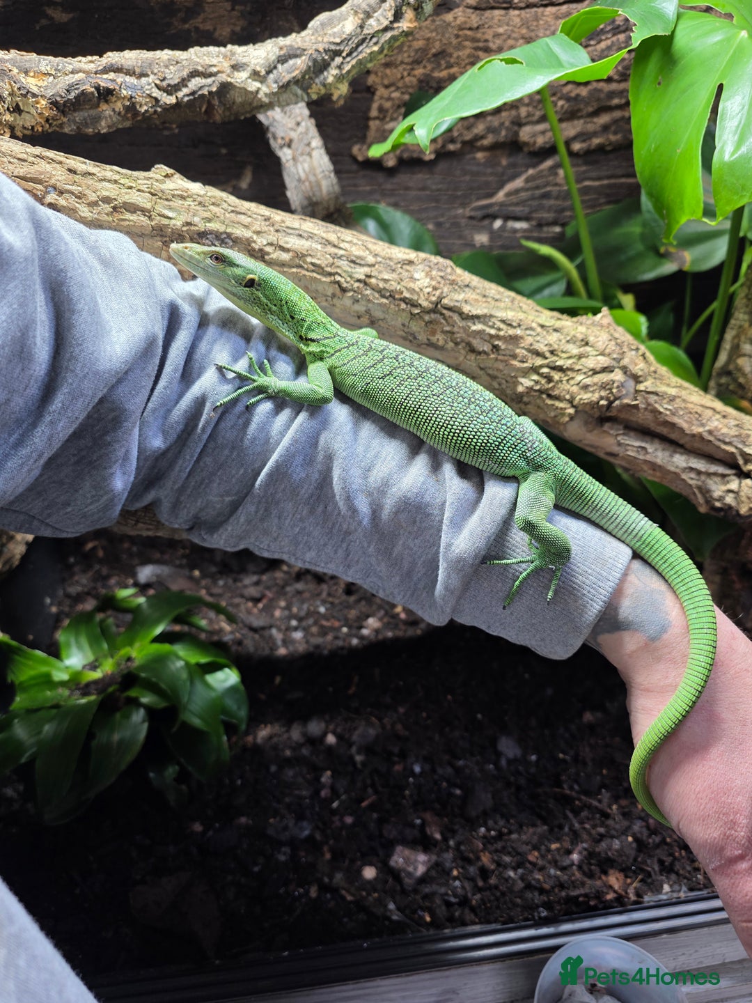 Monitor reptiles for sale: Male Green Tree Monitor - Advert 4