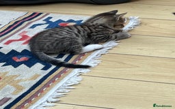 Mixed Breed cats for sale: Tuxy & Stripy - two gorgeous boys for sale - Image 12