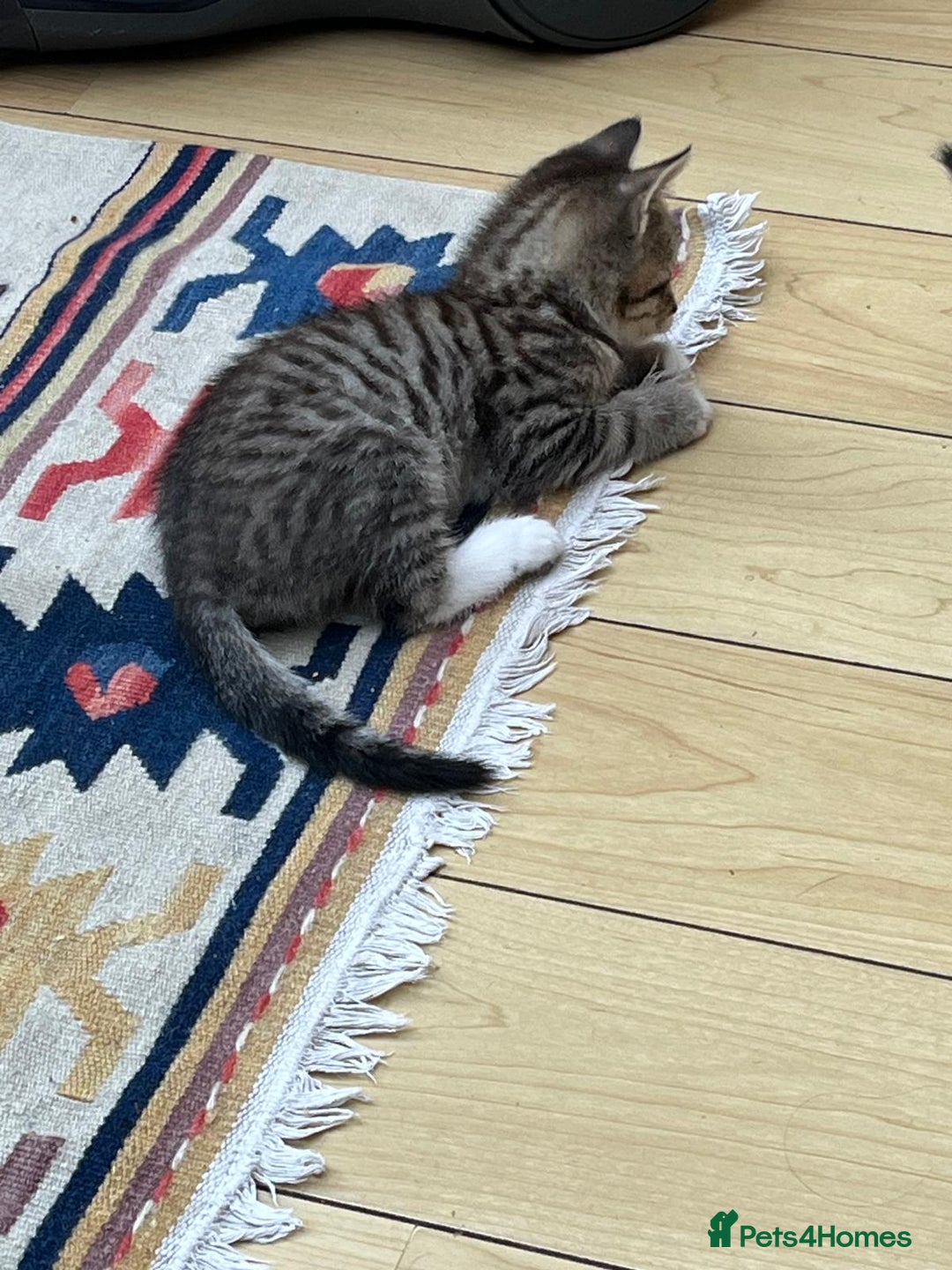 Mixed Breed cats for sale: Tuxy & Stripy - two gorgeous boys for sale - Image 12