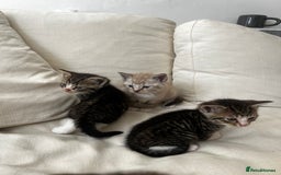 Mixed Breed cats for sale: Ready to go next week! cream tabby kittens - Image 12
