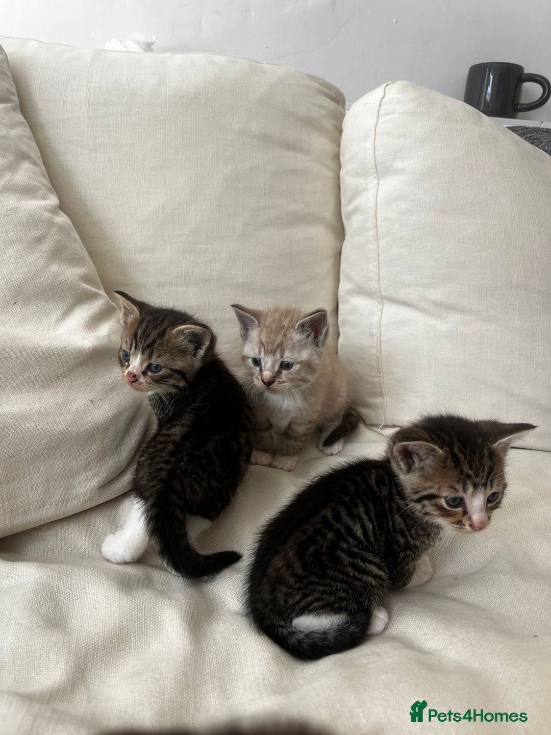 Mixed Breed cats for sale: Ready to go next week! cream tabby kittens - Image 12