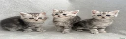 Persian cats for sale: Ready now - Persian x Maine coon kittens  - Advert 8