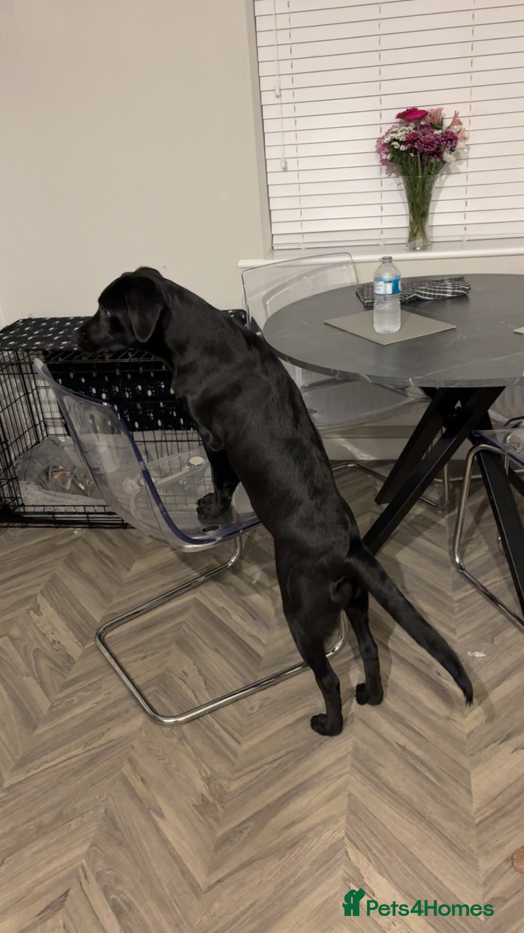 Labrador Retriever dogs for sale: Milo 6 month old back KC registered puppy - Advert 6