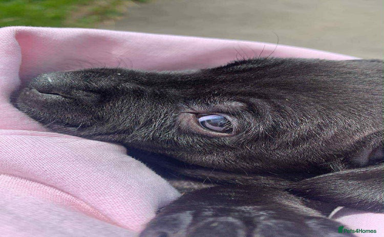 Staffordshire Bull Terrier dogs - Advert 1