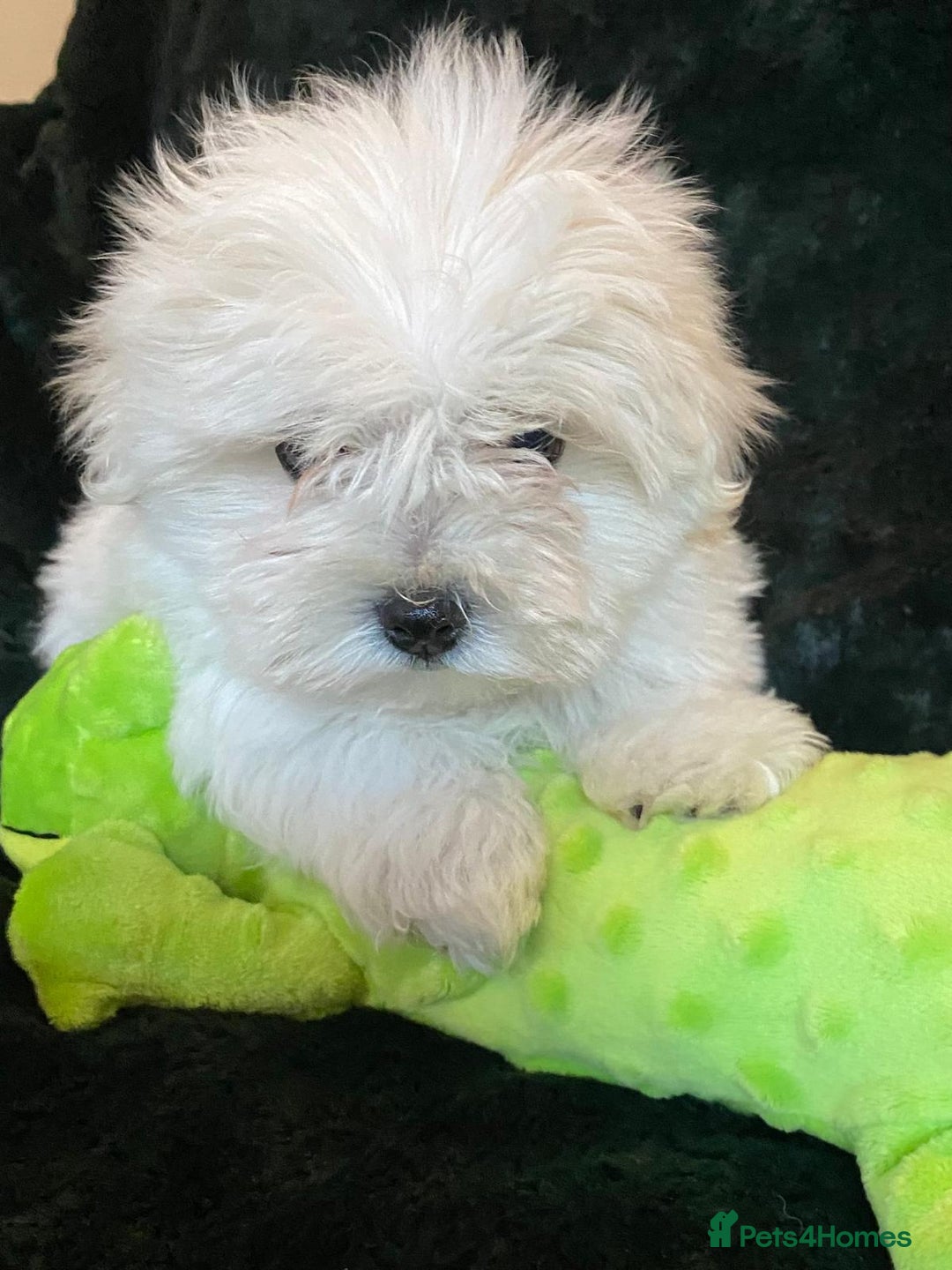 Maltese dogs for sale: Maltese puppies for sale  - Advert 12