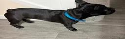 Mixed Breed dogs for sale: French Bulldog x Beagle - looking for forever home - Advert 7