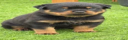Rottweiler dogs for sale: Wonderful Kc Registered Puppies - Advert 12