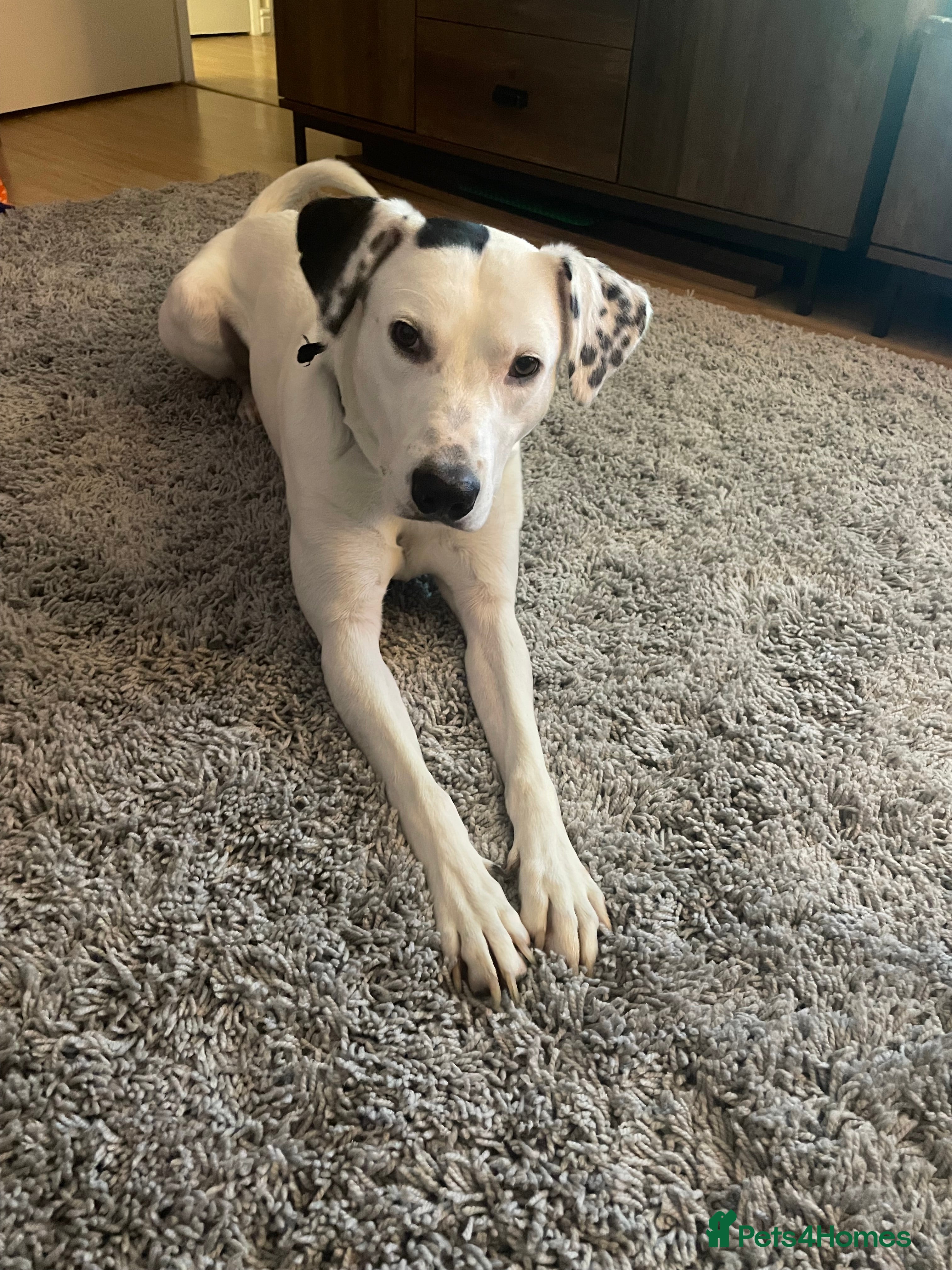 Mixed Breed dogs Loving Kyro looking for a new home. - Advert 3