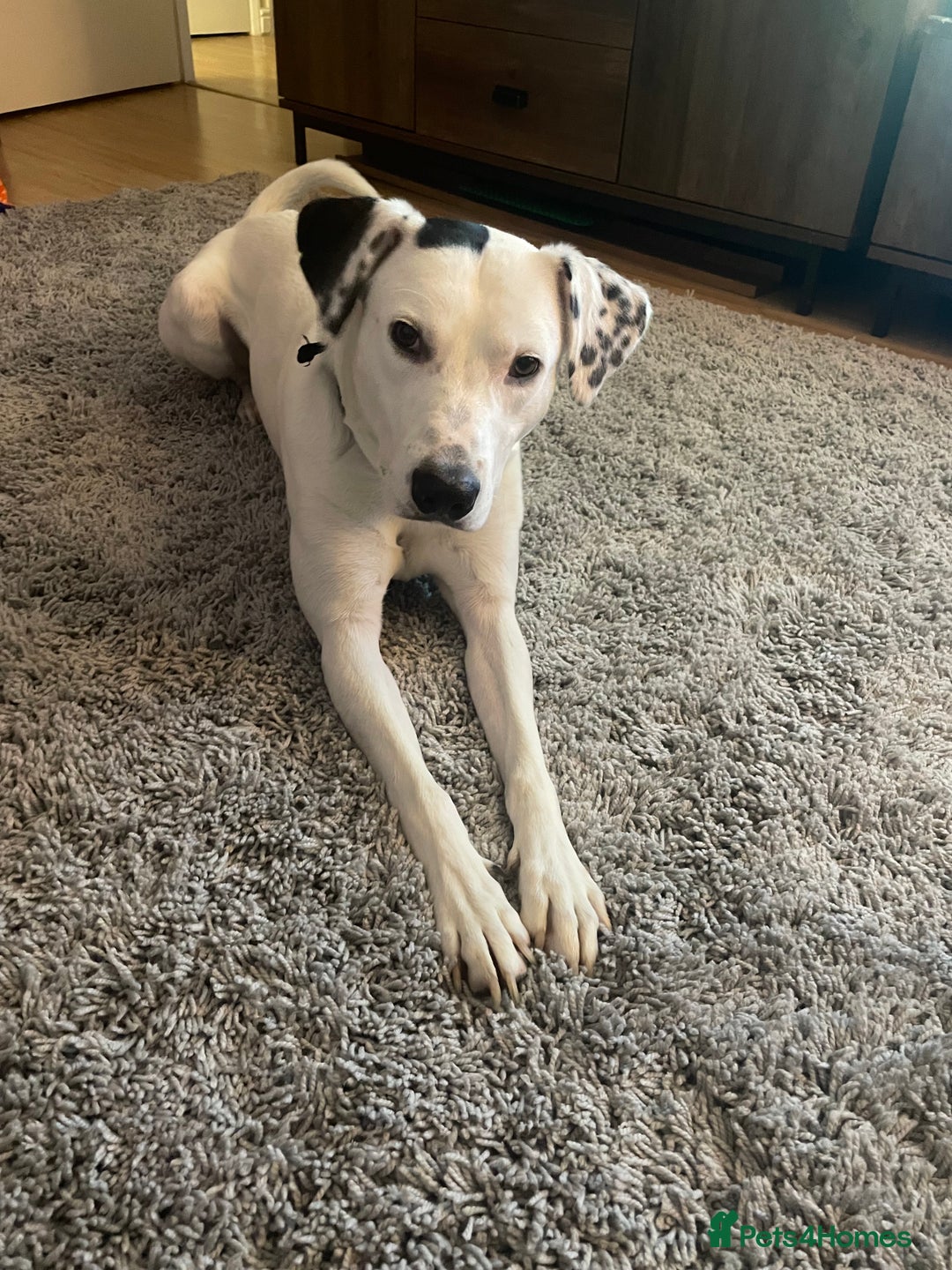 Mixed Breed dogs for sale: Loving Kyro looking for a new home. - Advert 1