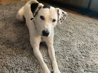 Mixed Breed dogs Loving Kyro looking for a new home. - Advert 1