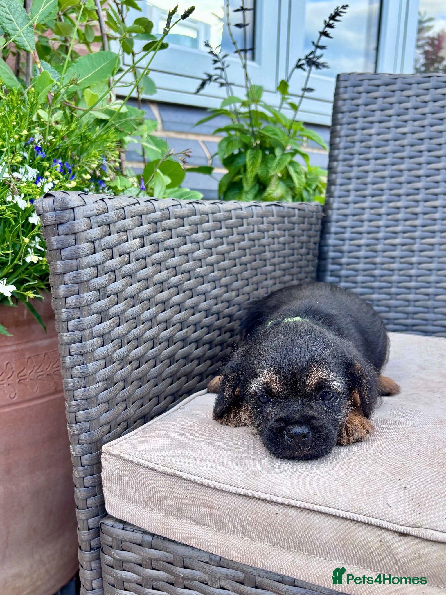 Border Terrier dogs Pedigree K C Reg Border Terrier Puppies for sale - Advert 1
