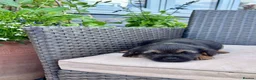 Border Terrier dogs for sale: Pedigree K C Reg Border Terrier Puppies for sale in Derby - Advert 18