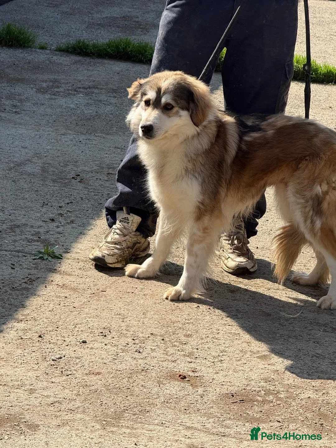 Mixed Breed dogs for adoption: Lyric - Norwich Norfolk  - Advert 20