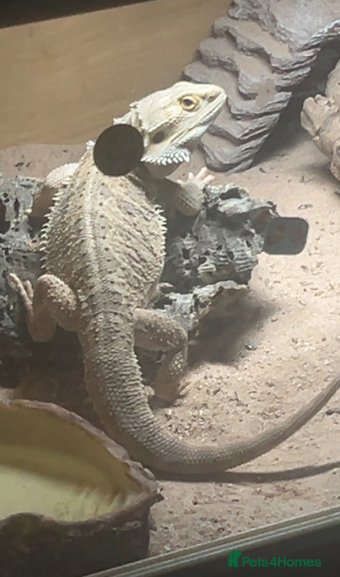 Bearded Dragon reptiles for sale: bearded dragon for sale  in Southampton - Advert 3