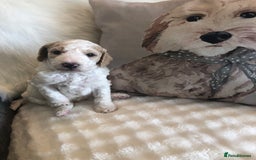 Goldendoodle dogs for sale: Goldendoodle Double Doodle pups for sale - Image 4