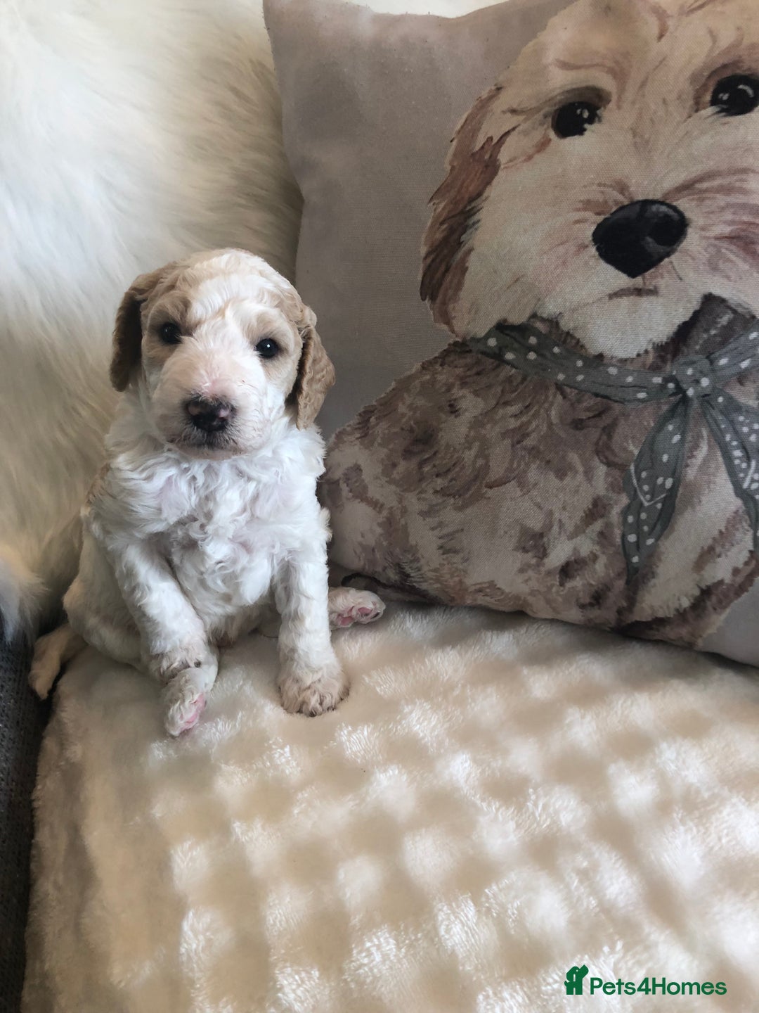 Goldendoodle dogs for sale: Goldendoodle Double Doodle pups for sale - Image 4