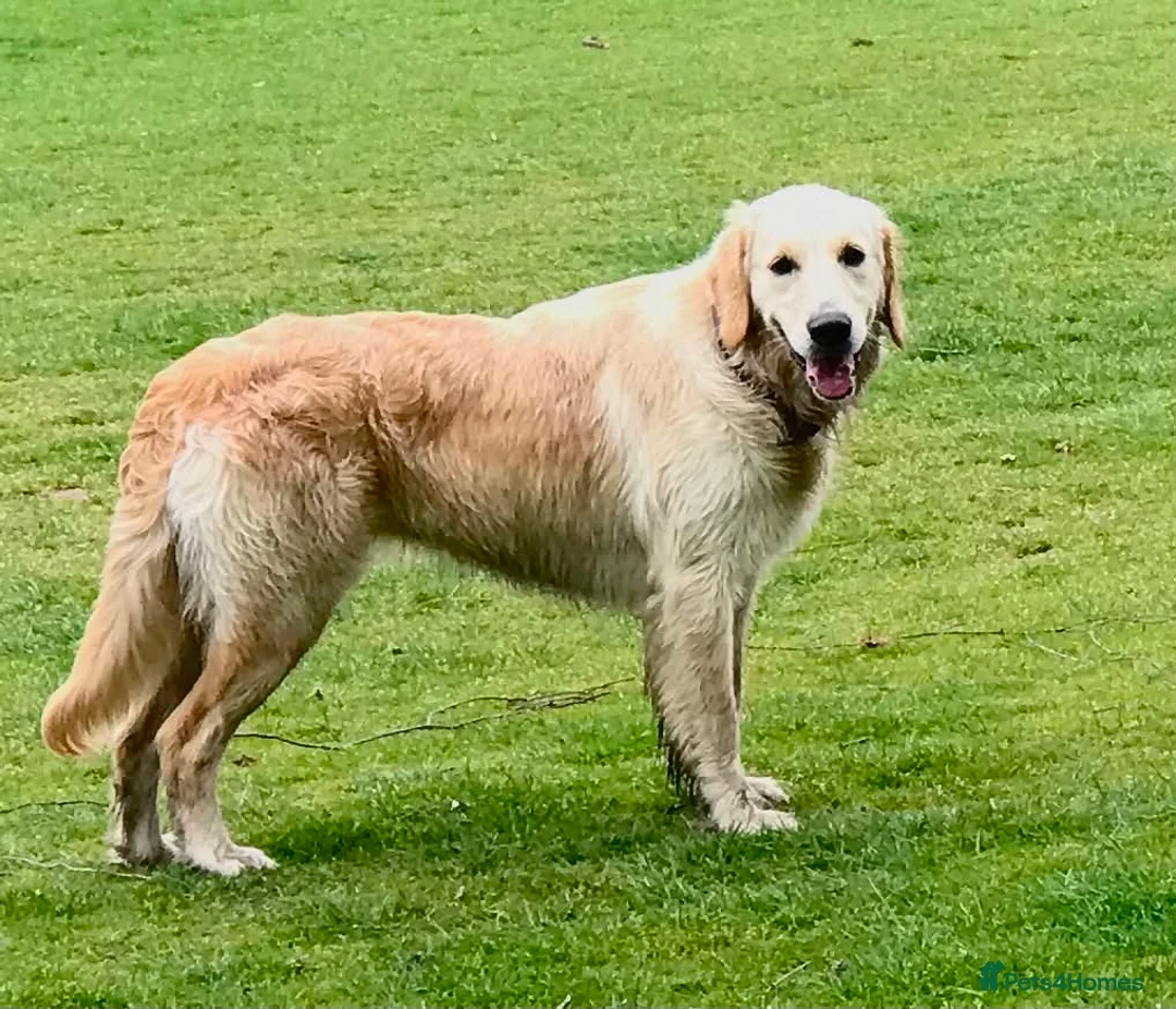 Golden Retriever dogs for sale: Caramel - Advert 2