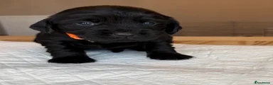 Female- orange collar 