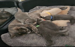 British Shorthair cats for sale: Pretty British shorthair  - Image 5