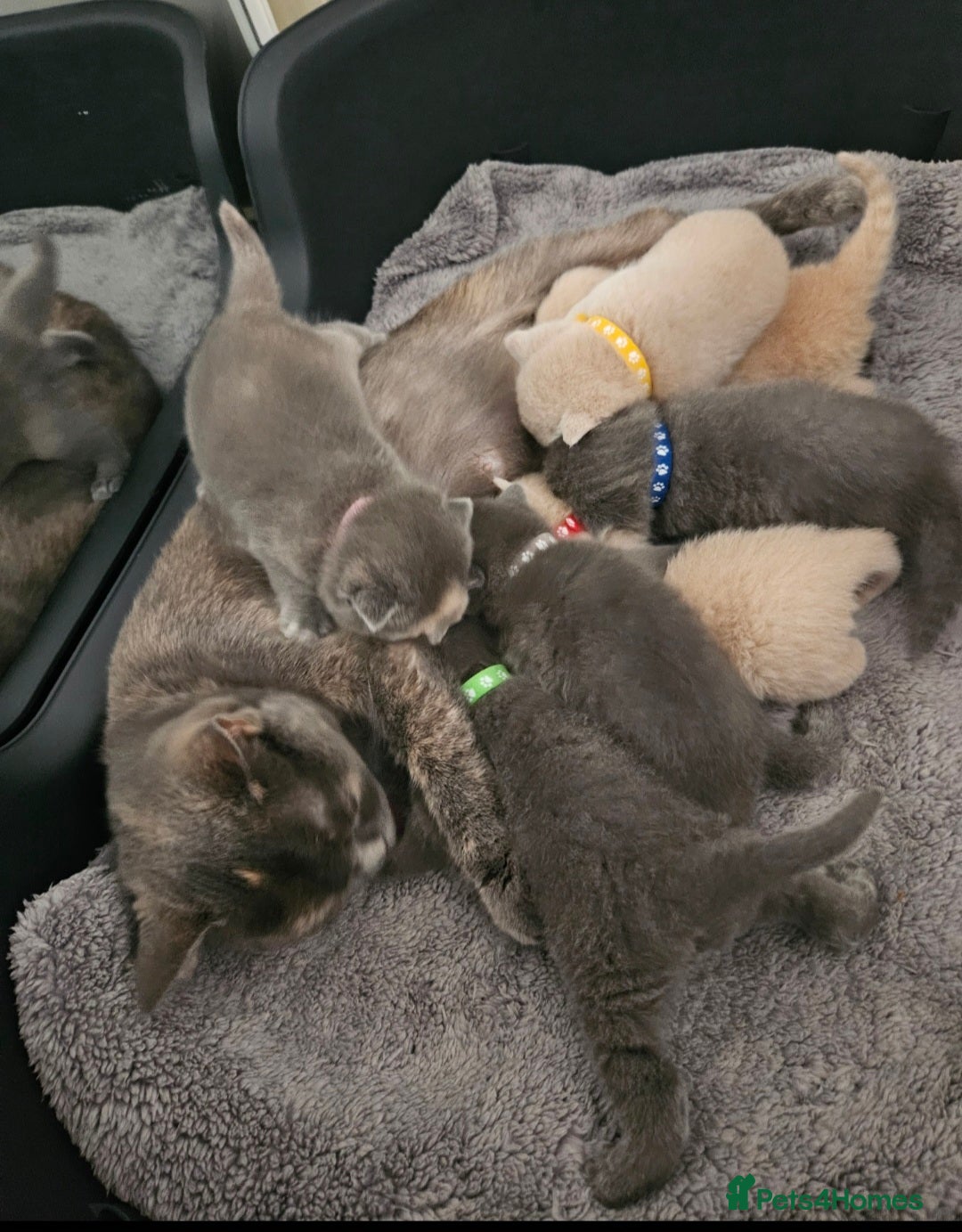 British Shorthair cats for sale: Pretty British shorthair  - Image 5