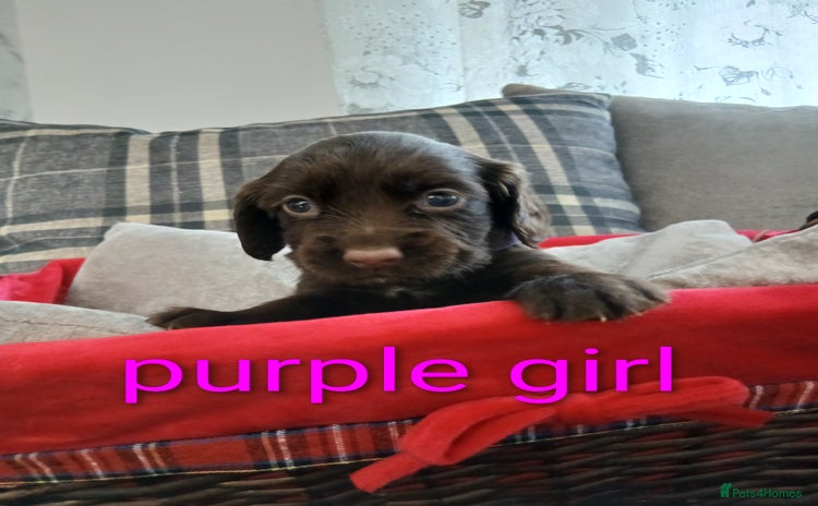 Sprocker dogs - Advert 8